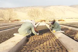زنان کارگر در نهالستان جوانه می‌زنند