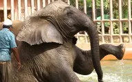 واکنش عجیب فیل‌ها به شکار بی رحمانه