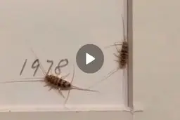 هجوم حشرات به موزه هنر های معاصر + ویدئو