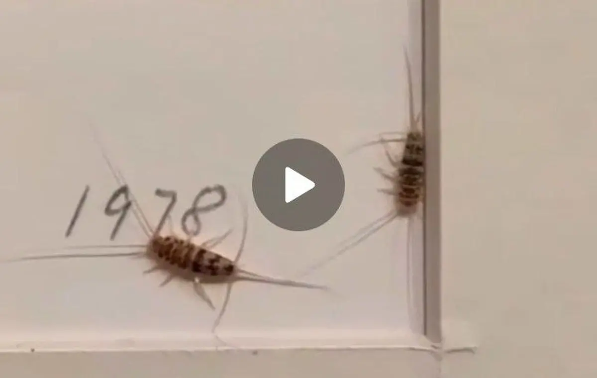 هجوم حشرات به موزه هنر های معاصر + ویدئو