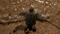  بچه لاک‌پشت‌های پوزه عقابی راهی خلیج فارس شدند.
