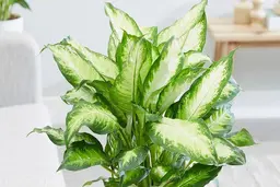 دیفن باخیا: گیاهی زیبا اما به‌ شدت حساس | نکاتی برای نگهداری گیاهان آپارتمانی +ویدئو