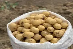 کشف داروی قاچاق در گونی سیب‌زمینی