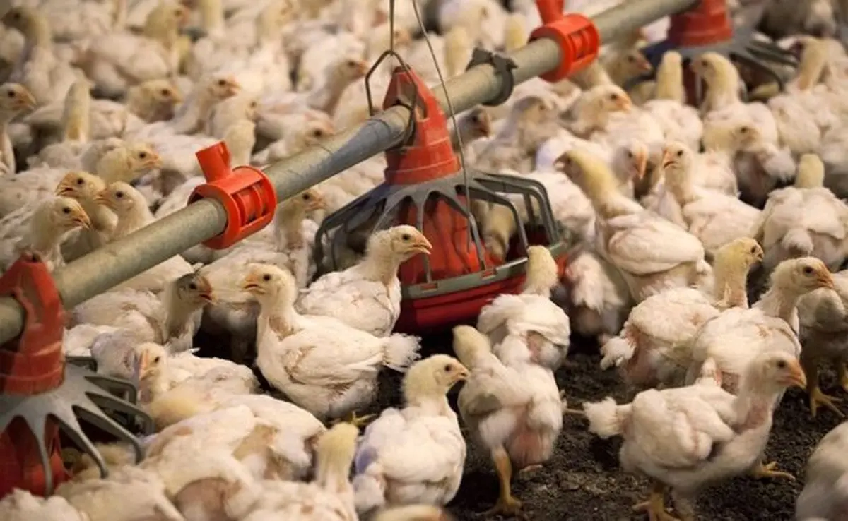 قیمت مرغ|عسکری: افزایش قیمت مرغ به معدوم‌سازی جوجه‌های یک روزه ارتباط دارد