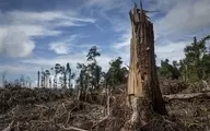 جنگل‌زدایی عامل افزایش انتقال بیماری‌ها از حیوان به انسان