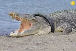 جایزه برای بیرون آوردن لاستیک از گردن تمساح 