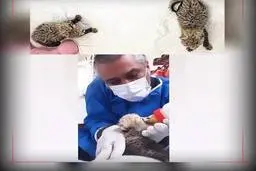 توله یوز پلنگ های ایران حالشان خوب است