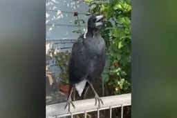 این زاغ صدای آمبولانس در می آورد!+ویدئو