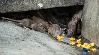 کشف 50 هزار کلونی موش در تهران | موش هایی که سال هاست در تهران جا خوش کرده اند + ویدئو
