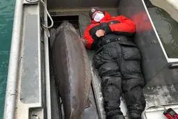  صید ماهی خاویار ۱۰۰ ساله غول‌پیکر+عکس