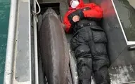  صید ماهی خاویار ۱۰۰ ساله غول‌پیکر+عکس