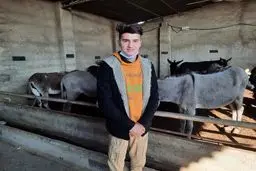  تولید و فروش پنیر الاغ  | تولید محصول عارنیست