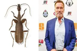  نام آرنولد را روی یک سوسک گذاشتند!