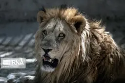 وضعیت اسفناک باغ وحش هویزه + عکس 