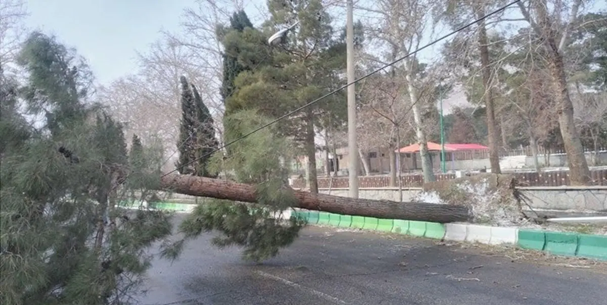 ۱۲ اصله درخت در پی این طوفان شکسته شدند