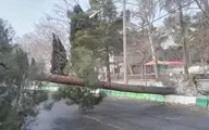 ۱۲ اصله درخت در پی این طوفان شکسته شدند