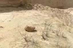 لحظه وقوع‌ زلزله‌ در کنار کوه‌های شول‌ گناوه + ویدئو