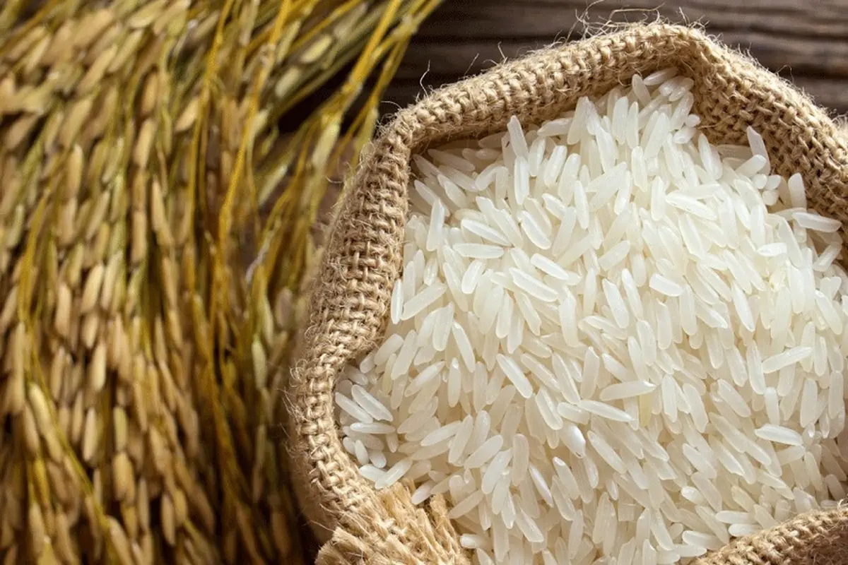 ظرف ۱۵ روز گذشته؛ برنج ایرانی ارزان شد