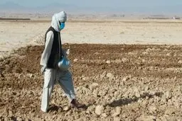 
فائو: کشاورزان افغانستان ناامیدانه در انتظار غله، غذا و پول هستند
