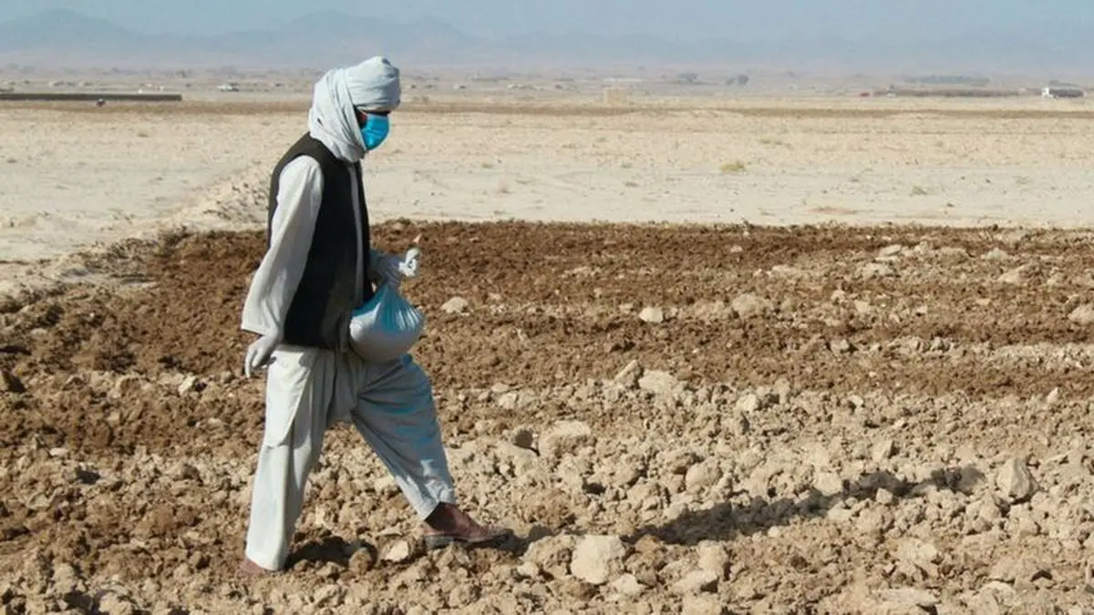 
فائو: کشاورزان افغانستان ناامیدانه در انتظار غله، غذا و پول هستند
