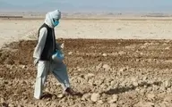 
فائو: کشاورزان افغانستان ناامیدانه در انتظار غله، غذا و پول هستند
