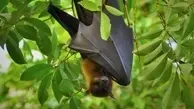 اثرات مخرب حیات خفاش ها در نزدیکی انسان ! | عامل اصلی ویروس کرونا