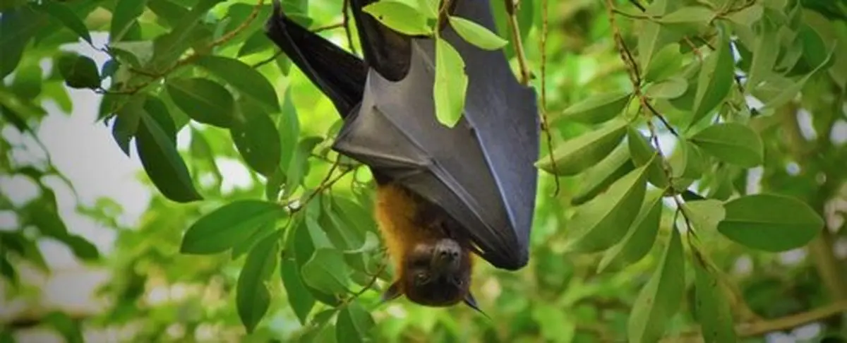 اثرات مخرب حیات خفاش ها در نزدیکی انسان ! | عامل اصلی ویروس کرونا