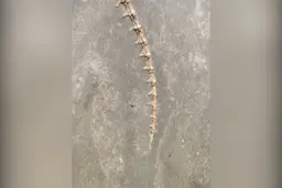 کشف فسیل یک کروکودیل ۱۸۰ میلیون ساله!+ویدئو