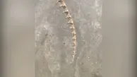 کشف فسیل یک کروکودیل ۱۸۰ میلیون ساله!+ویدئو