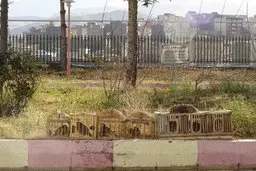 حکم شکارچی بخاطر ترویج شکار در فضای مجازی صادر شد