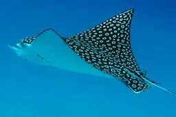 بازی جالب سفره ماهیها در ساحل فلوریدا+ویدئو