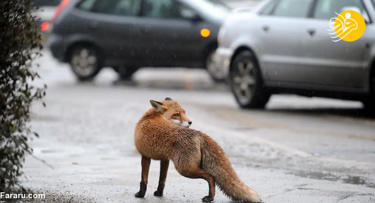 یک روباه ۱۰۰ جوره کفش را در برلین به سرقت برد+عکس