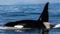  نهنگ قاتل در جزیره کیش دیده شد!+جزییات