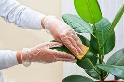 
گیاهان  می توانندکرونارا منتقل کنند؟
