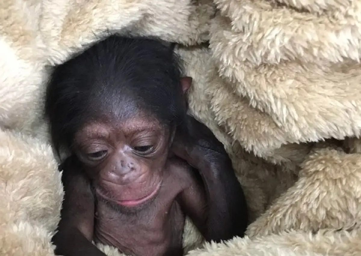 ‌‌انتقال به دنیای میمون‌ها، راه نجات باران | سرپرست شامپانزه ارم به صورت شبانه‌روزی در باغ‌‌وحش مستقر شد