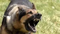 سگ انتقام جو به هدفش رسید | حمله ترسناک به مرد حیوون آزار + ویدئو