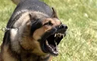 سگ انتقام جو به هدفش رسید | حمله ترسناک به مرد حیوون آزار + ویدئو