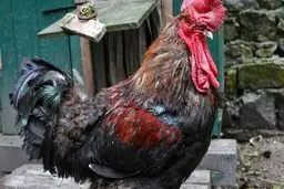 خروس میراث ناملموس روستاهای فرانسه می‌شود