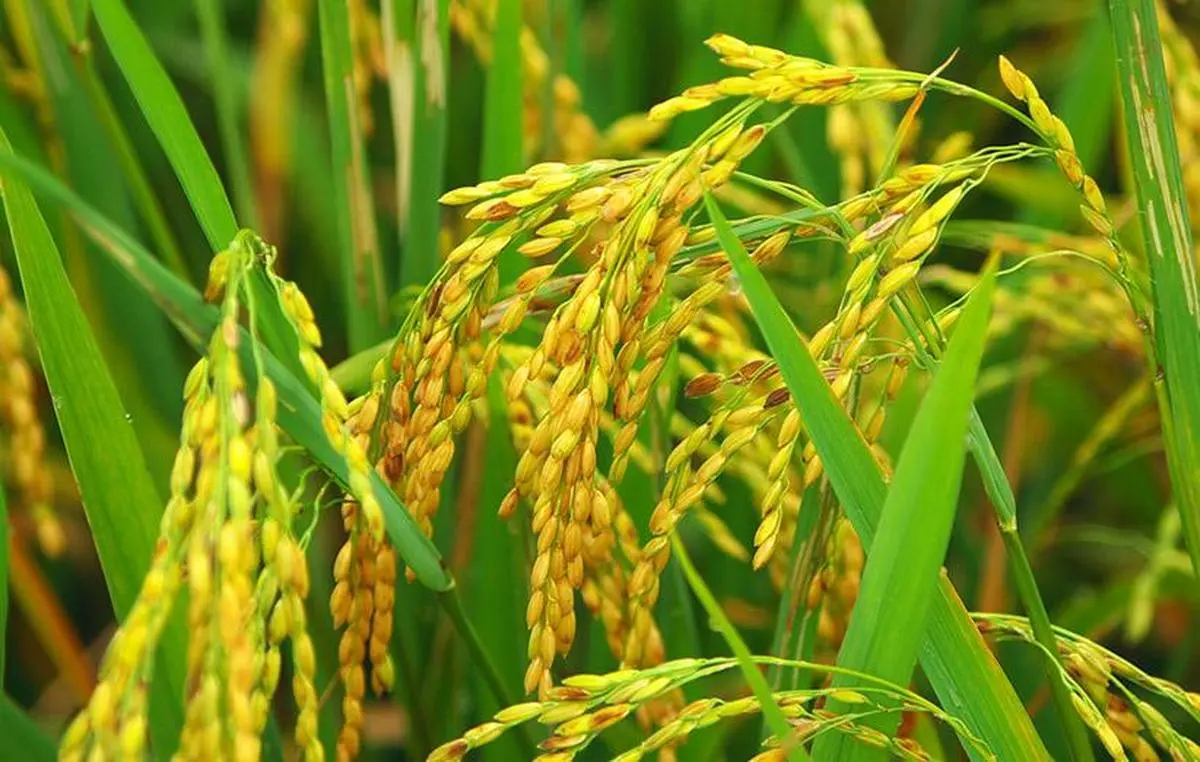 ممنوعیت کشت برنج در خوزستان 