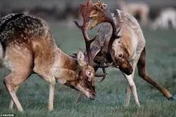 لحظه مرگ دو گوزن به علت گیر کردن شاخ هایشان+ویدئو