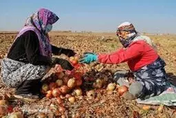 افزایش دوباره ی قیمت پیاز  که از موز جلو زد!