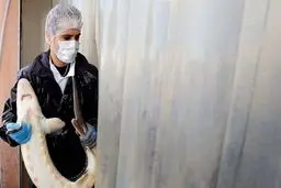 ماهی خاویار ایرانی به کیلویی ۱۶ میلیون تومان رسید