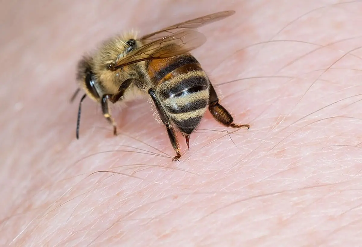 فواید و مضرات نیش زنبور عسل که از آن بی‌خبرید