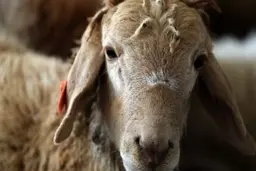 
صادرات دام زنده کماکان ممنوع است
