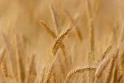 گندم وارداتی روسی قابلیت مصرف انسانی دارد