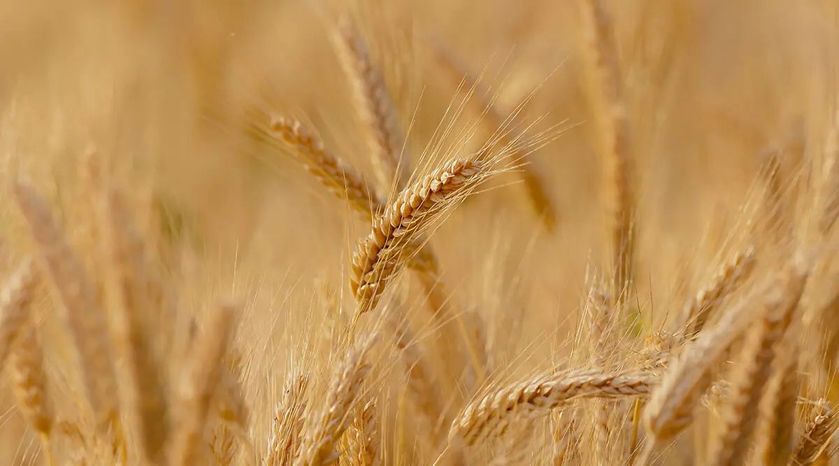 گندم وارداتی روسی قابلیت مصرف انسانی دارد