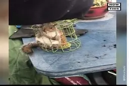 لحظات نجات سنجاب بازیگوشی که در قفس پرنده گیر افتاده بود + فیلم 