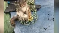 لحظات نجات سنجاب بازیگوشی که در قفس پرنده گیر افتاده بود + فیلم 