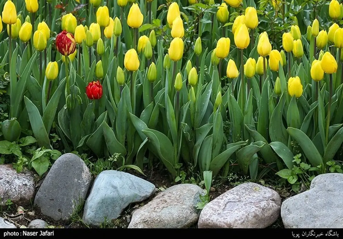 لاله‌های بهاری در باغ ایرانی 