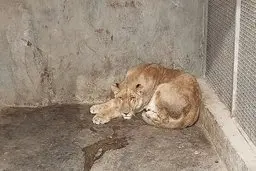 سکوت ابهام‌آمیز درباره علت مرگ شیرباردار در سافاری الیمالات | ابهام در مرگ «ملکه»، شیرباردار سافاری الیمالات: زایمان سخت یا عوامل دیگر؟